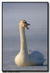 Trumpeter Swan on Ice, MN