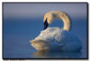 Trumpeter Swan, MN