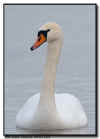 Mute Swan Portrait