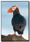 Tufted Puffin at Reef
