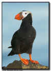 Tufted Puffin at Reef