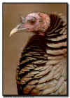 Wild Turkey Portrait