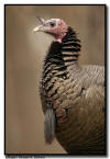 Wild Turkey Portrait, Minnesota