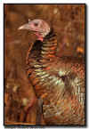 Wild Turkey with Fall Colors
