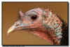 Wild Turkey Head Image