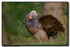 Wild Turkey, Minnesota