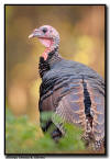Wild Turkey with Fall Colors, Minnesota