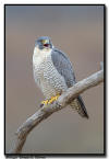 Peregrine Falcon, MN