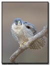 Peregrine Falcon,MN
