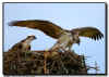 Osprey Juvenile ready to fledge