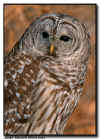 Barred Owl Portrait