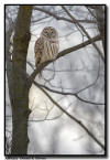 Barred Owl Minneapolis MN