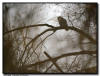 Barred Owl, Carver Park Preserve MN