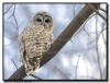 Barred Owl Fort Snelling State Park