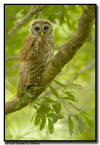 Barred Owlet, Sarasota  Florida