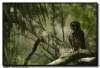 Barred Owlet, Sarasota Florida