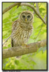 Barred Owlet, Sarasota FL