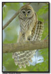 Barred Owlet Wing Stretch, Sarasota, Florida