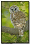 Barred Owlet Portrait