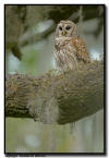 Barred Owl, Sarasota FL