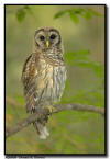 Barred Owl, Sarasota, Florida