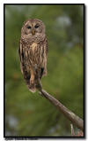 Barred Owl, Big Cypress, Florida