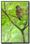 Barred Owl, Florida