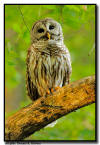 Barred Owl Close Up, Corkscrew Sanctuary Florida