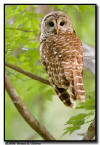 Barred Owl, Naples, Florida