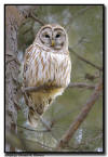 Barred Owl, Minneapolis MN