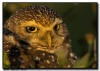 Burrowing Owl Close Up