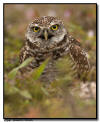 Burrowing Owl, Marco Island, Florida 
