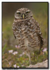 Burrowing Owl, Marco Island, Florida