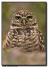 Burrowing Owl Close Up, Marco Island, Florida