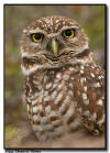 Burrowing Owl Portrait, Marco Island, Florida