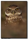 Burrowing Owl Portrait, Marco Island, Florida