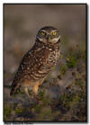 Burrowing Owl, Marco Island, Florida