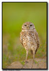 Burrowing Owl, Marco Island FL