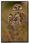 Burrowing Owl Pair, Marco Island, Florida