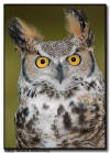 Great Horned Owl Portrait