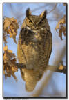 Great Horned Minneapolis MN