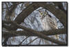 Great Horned Owl Veterans Park Richfield MN