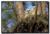 Great Horned Owl Nest Minneapolis MN