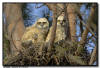 Great Horned Owlets