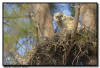 Great Horned Owlet