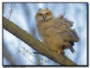 Great Horned Brancher