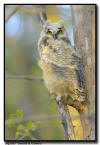 Great Horned Owl Brancher