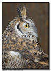 Great Horned Owl Profile