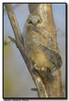 Great Horned Owl 