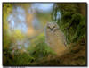 Great Horned Owl 